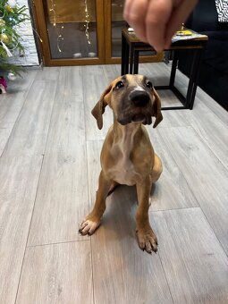 Szczeniak Dog niemiecki - 2