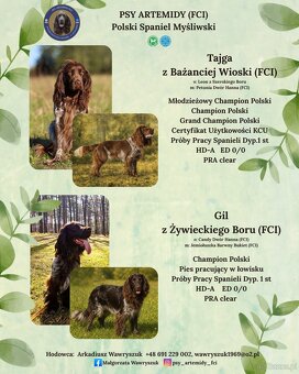 Polski Spaniel Myśliwski - Psy Artemidy FCI- szczenięta - 2