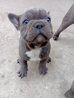 Buldog francuski - 2