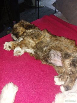Suczki shih tzu szukają domu - 2