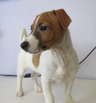 Jack Russell terrier - 2