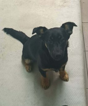 Szukamy dobrych domkow - 2