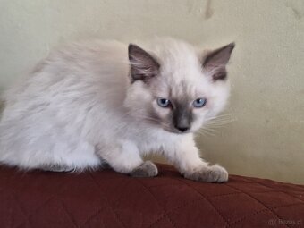 Kocurek Ragdoll - 2