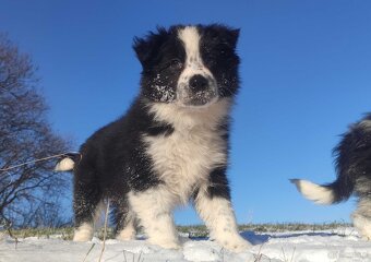 Szczeniak Suczka BORDER COLLIE z Hodowli - Rasowa pełna dok. - 2