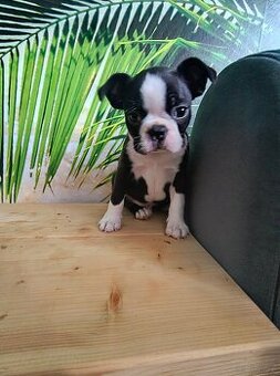 Boston terrier - 2