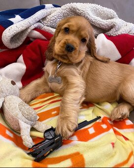 Amerykański Cocker Spaniel.WhatsApp: +49 1512 4985419 - 2