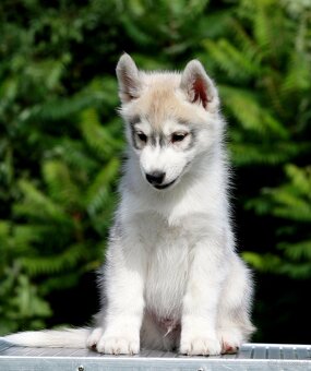Siberian Husky ZKwP - 2