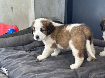 Bernardyn szczeniaki - 2