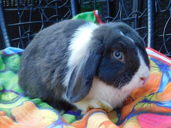 Samczyk baranek mini lop - 2