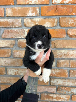 Border Collie - 2