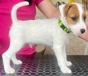 Parson russell terrier FCI HODOWLA RODOWÓD - 2