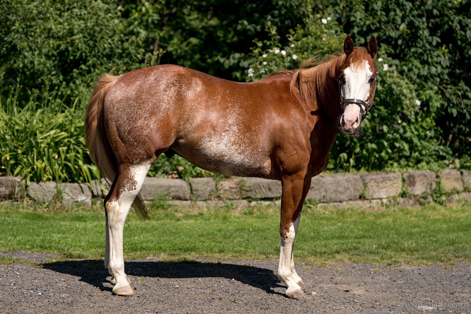 APH gelding - 3