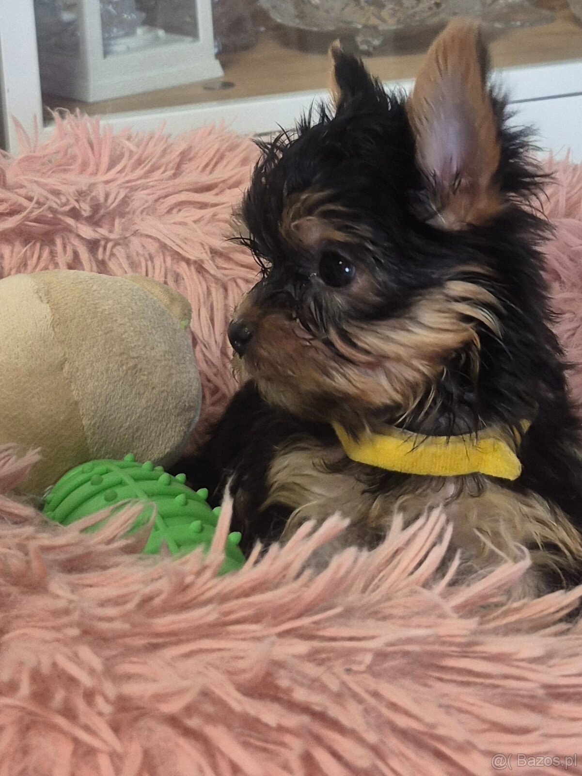 Yorkschire Terrier - 3