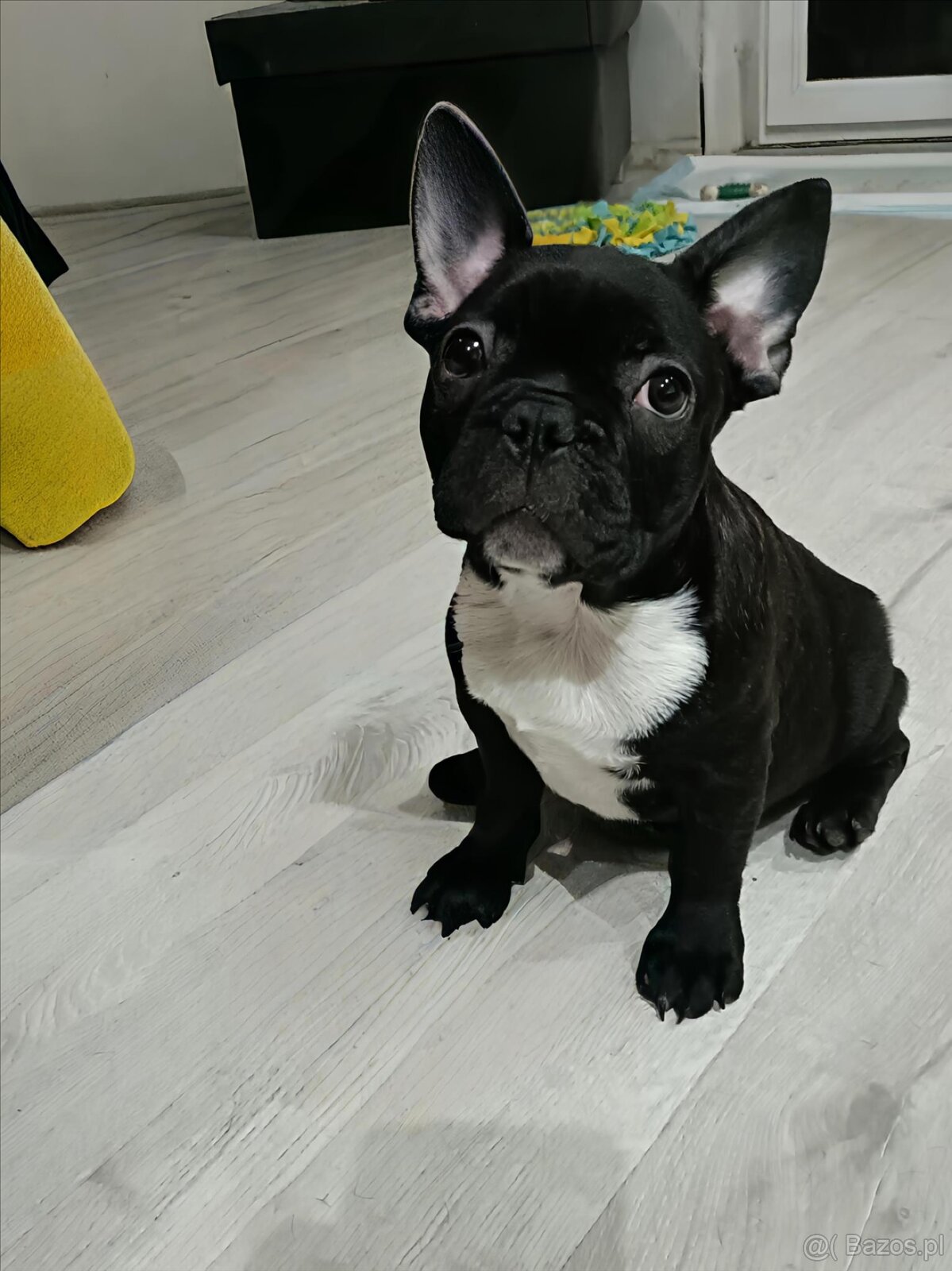 Buldogi Francuskie Szczenięta - 3