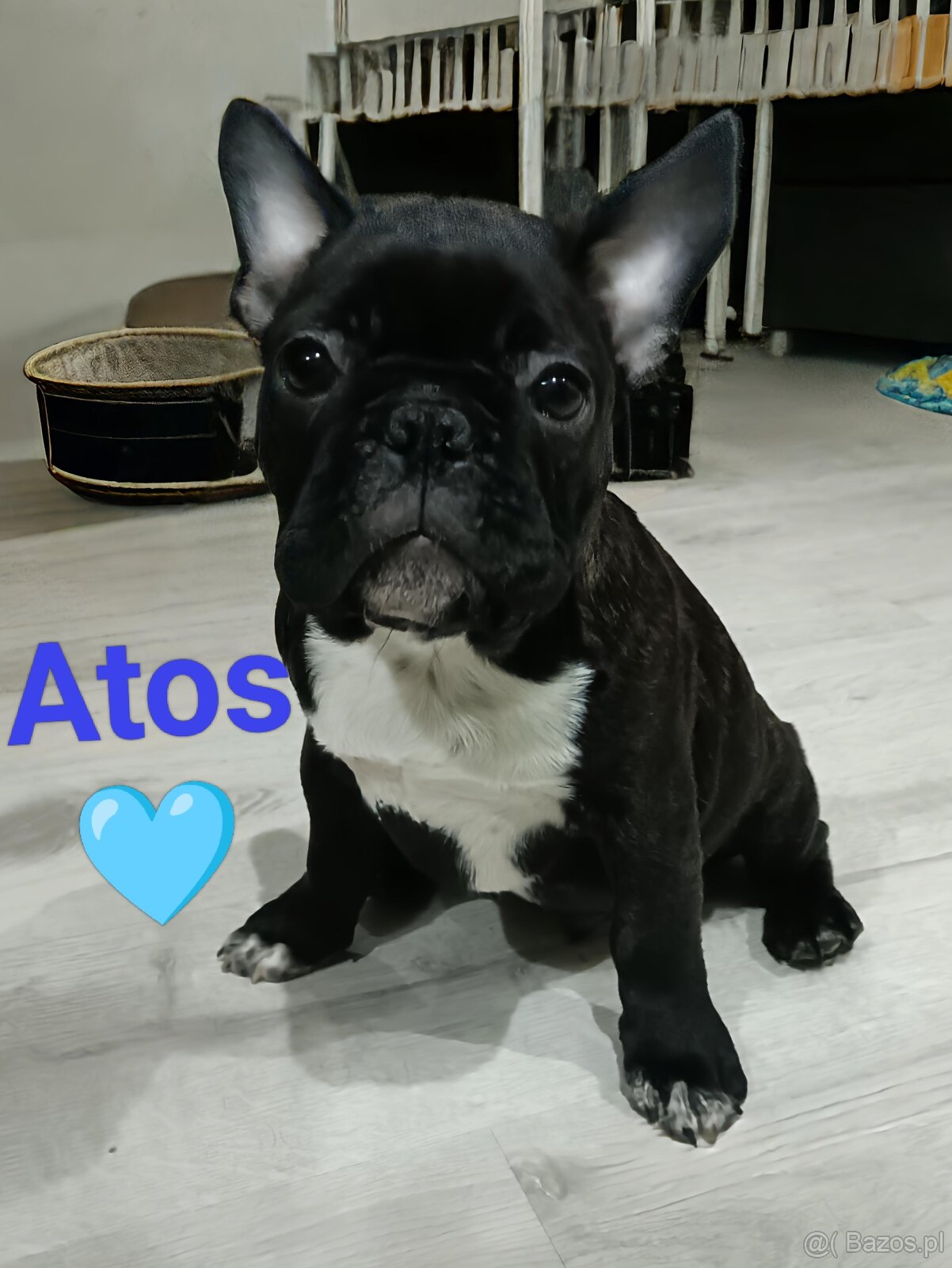 Buldogi Francuskie Szczenięta - 3