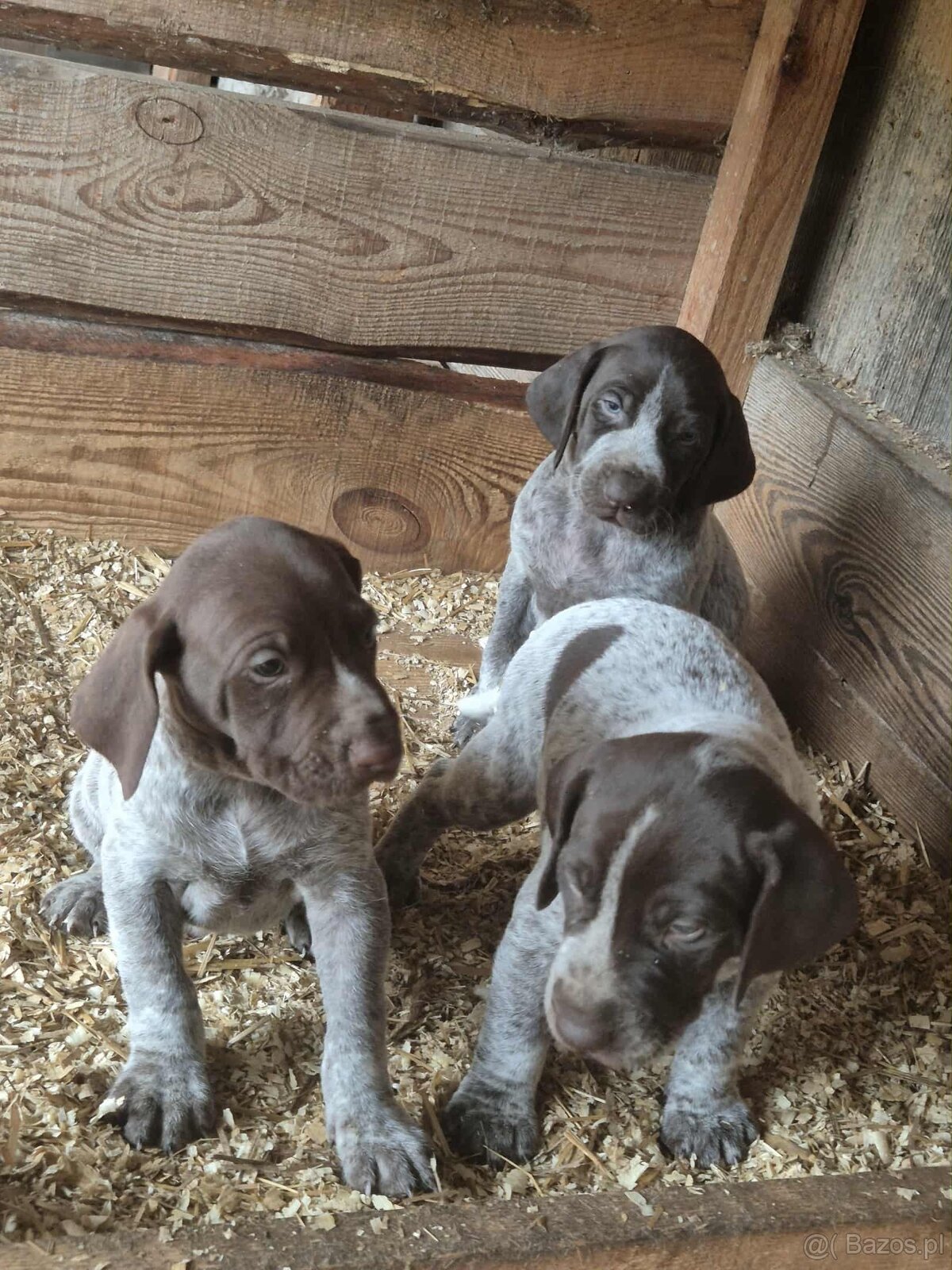 Wyżeł niemiecki - 3