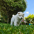Samoyed - szczenięta - 3