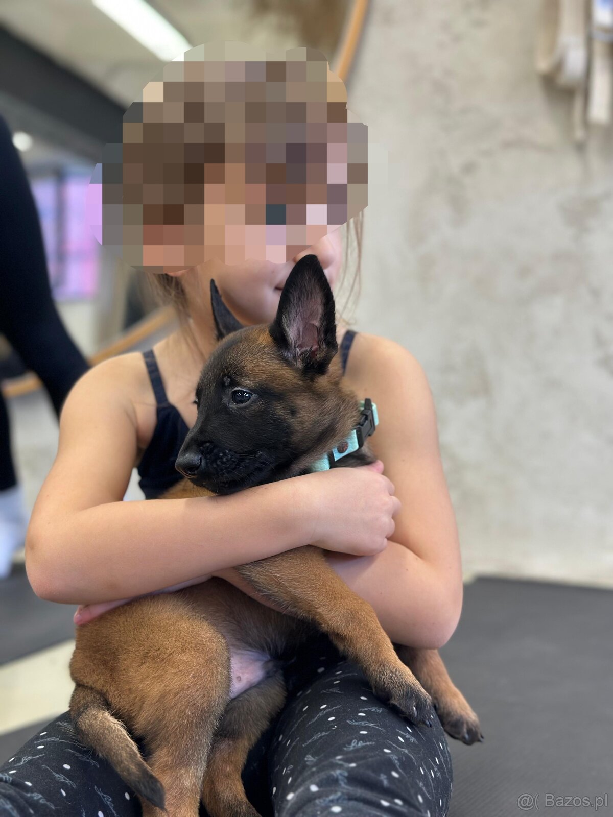 Owczarek belgijski z rodowodem FCI - 3