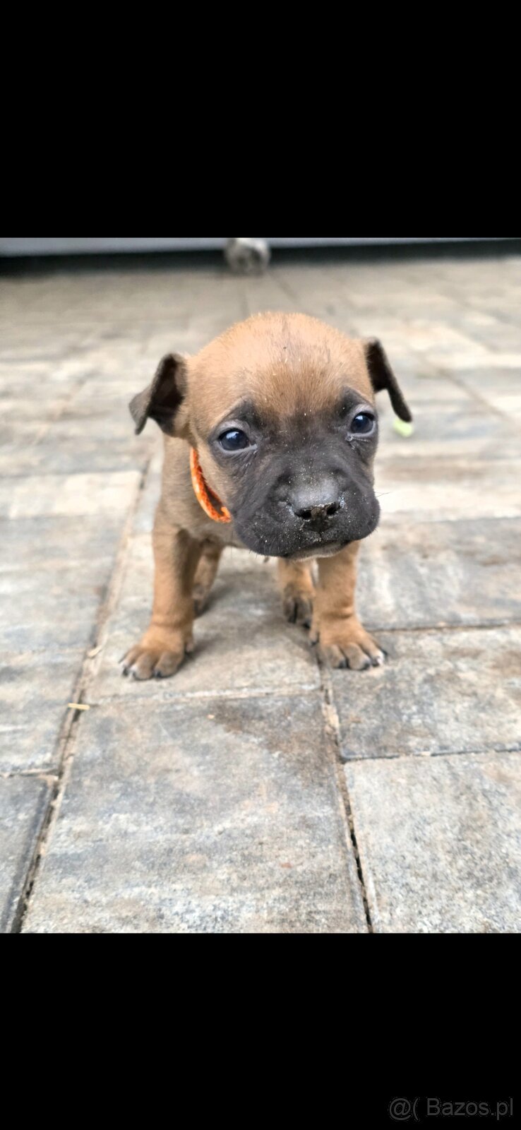 Oddam w Dobre Rece Pitbul mieszany z Amstafem - 3