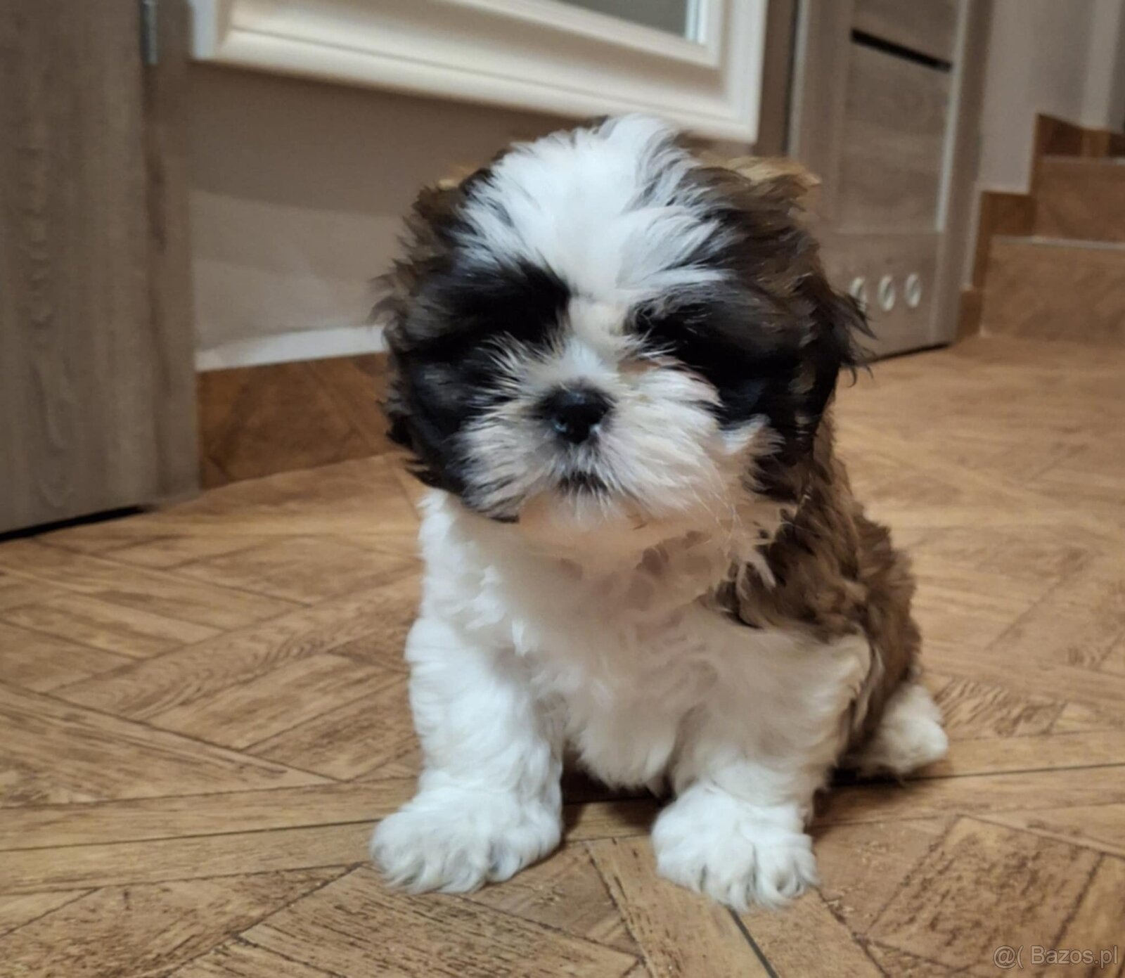 Shih-tzu - 3