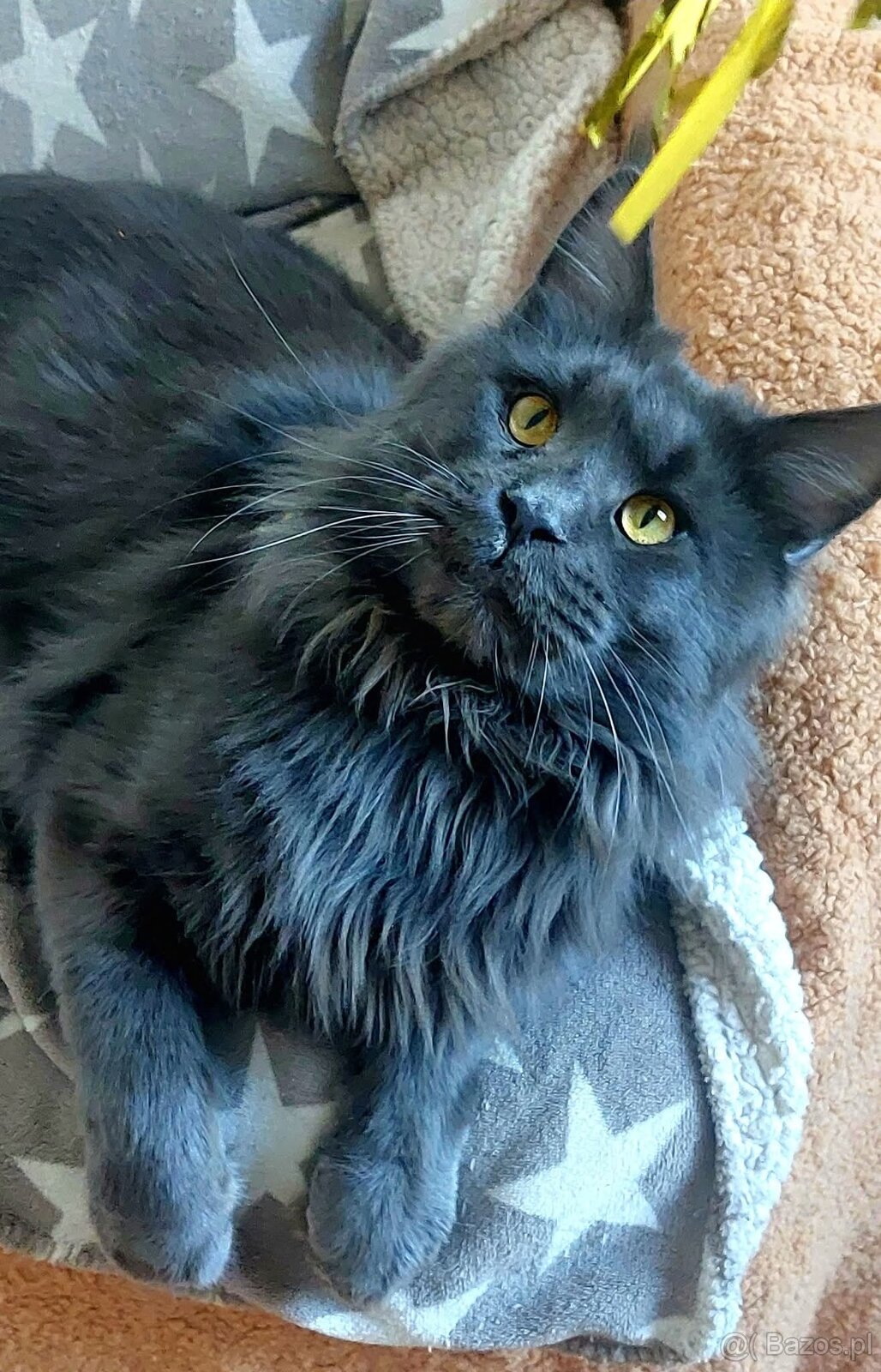 Reproduktor Maine Coon - 3