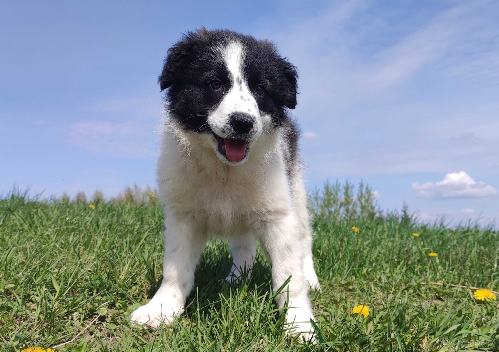 Piękna Rasowa Suczka Border Collie - XINDI z pełną dok. z ho - 3