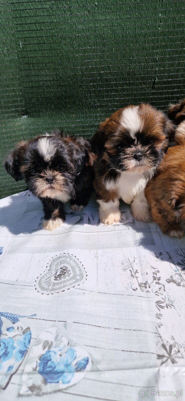Szczenięta Shih-tzu - 3