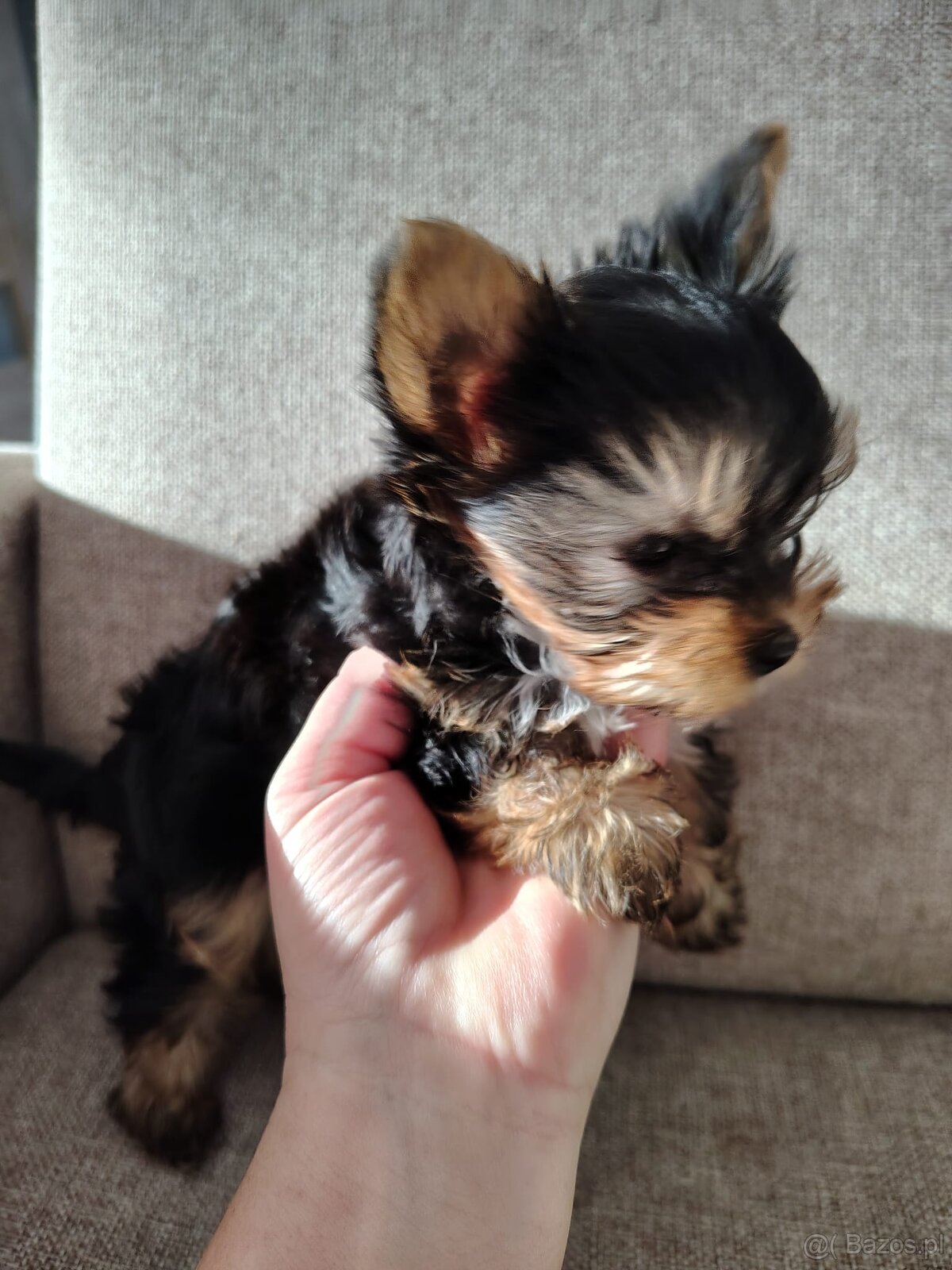 York -suczka szczenie - 3