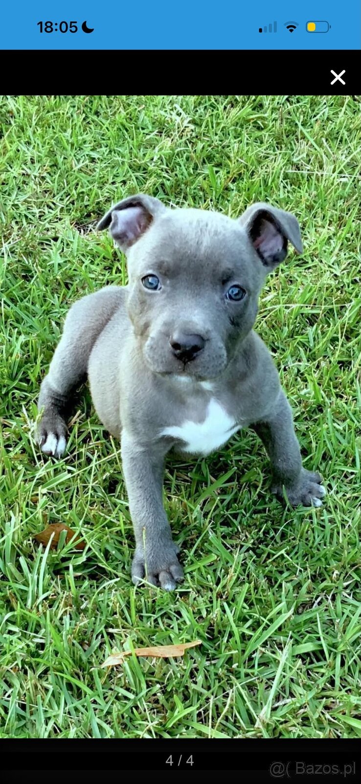 Urocze szczenięta rasy American Pit Terrier - 3