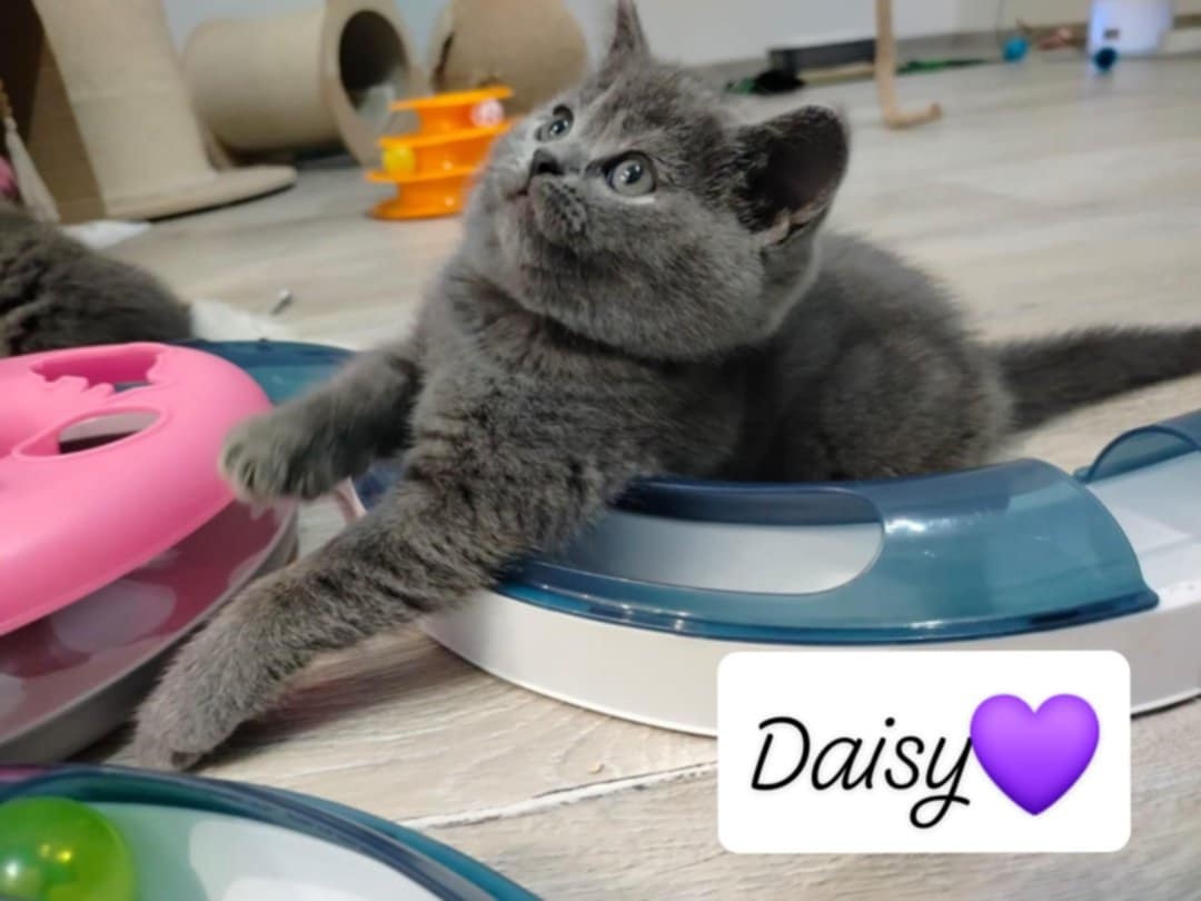 Piękne koteczki Brytyjskie - 3