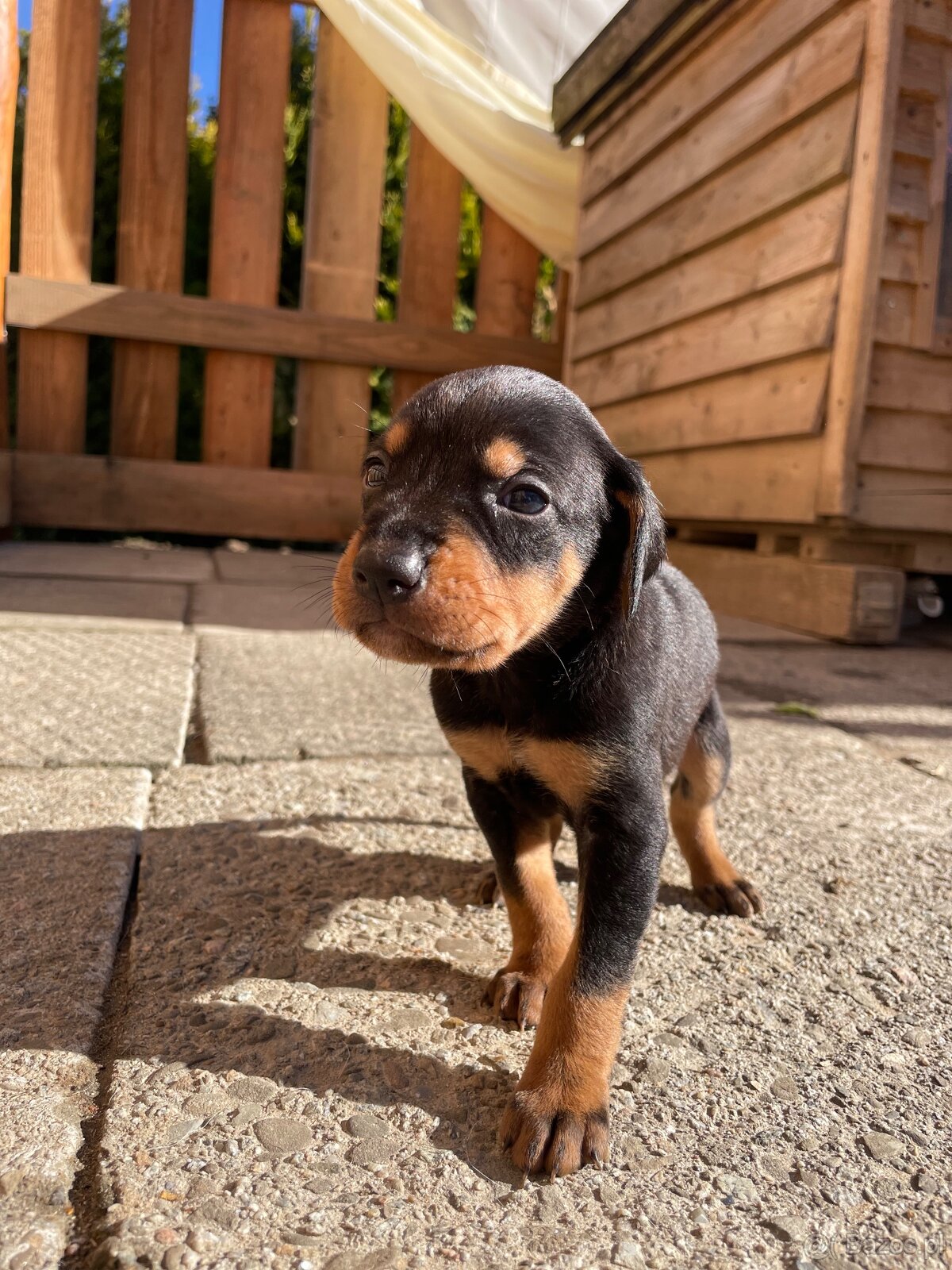 Gończy polski x irlandzki gończy szczeniaczki - 3