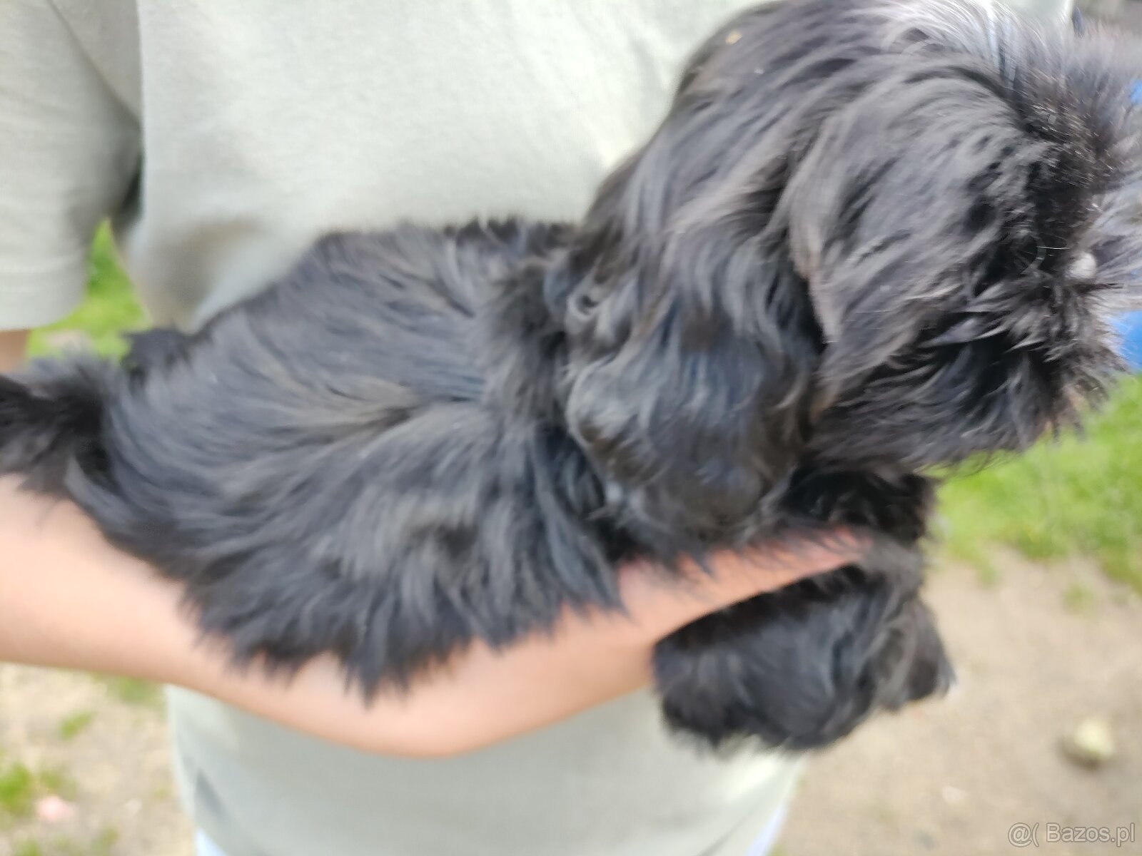 Suczka Shih-tzu - 3
