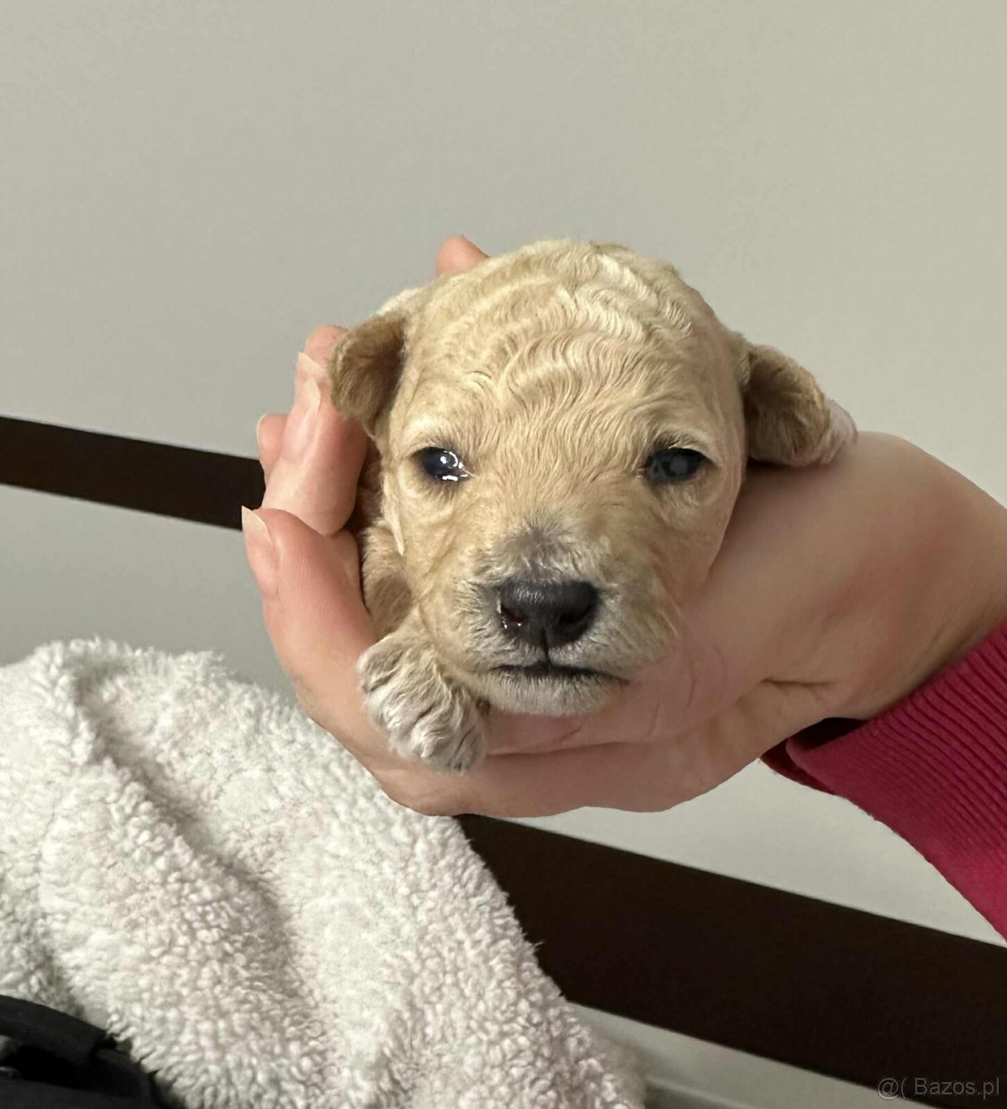 Bichpoo/ maltipoo / poochon - 3