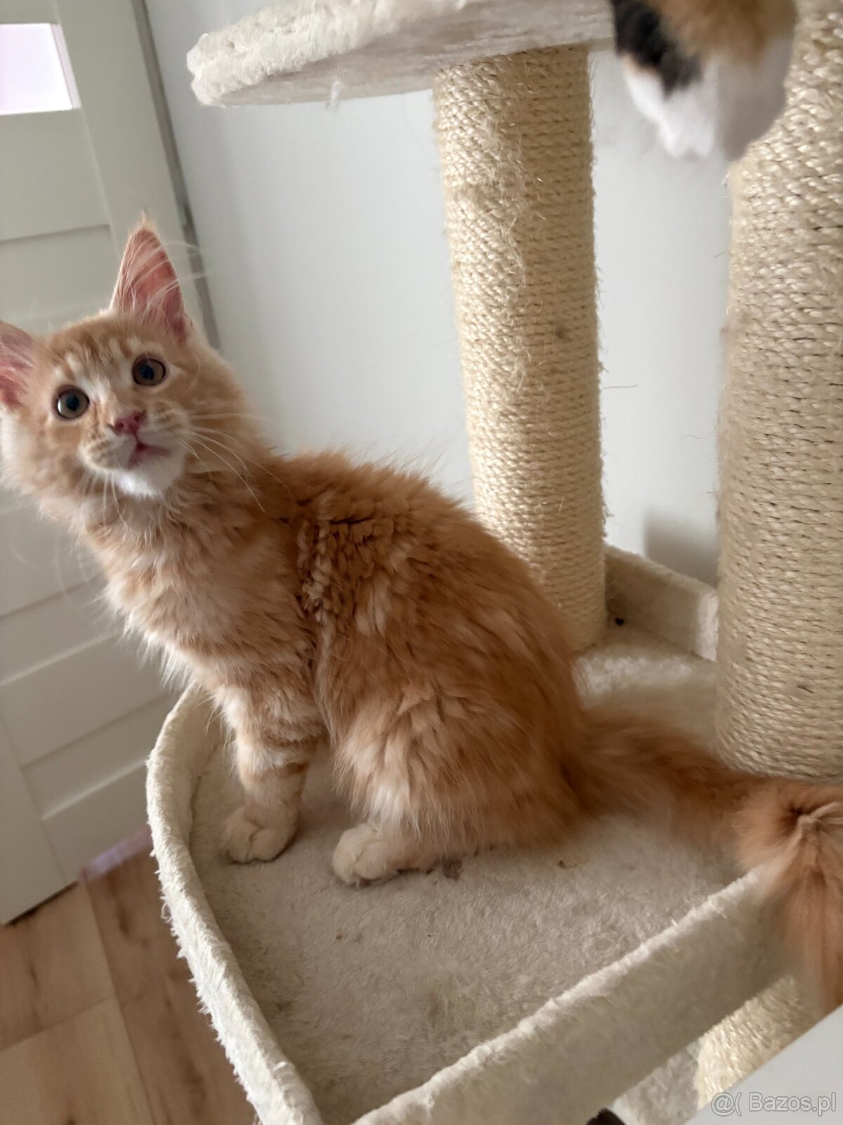 Kocurek Maine Coon - 3