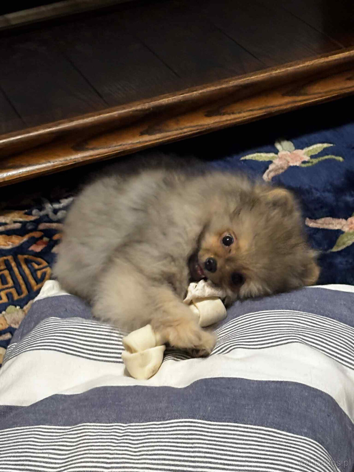 sprzedam pomeranian FCI - 3