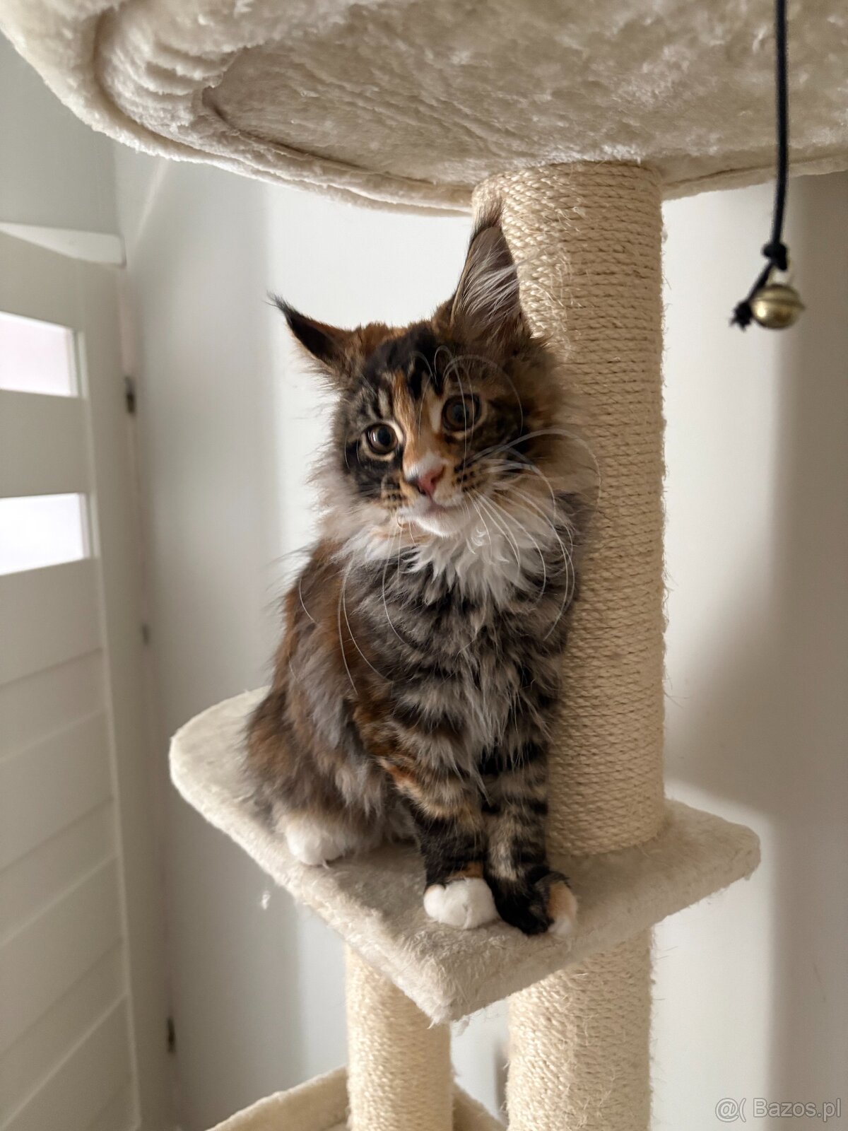 Kotka Maine Coon - 3