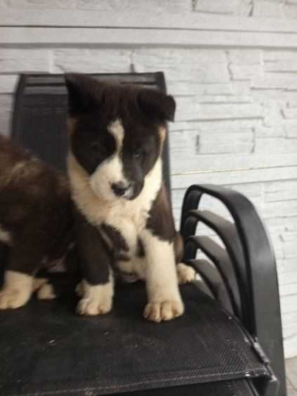 sprzedam psy akita amerykańska - 3