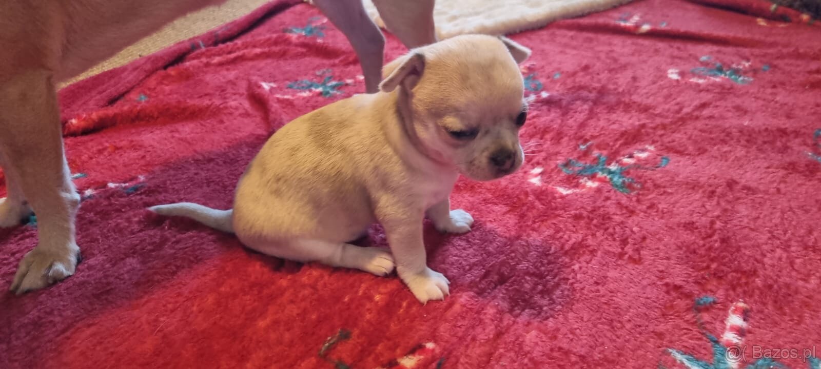 Chihuahua szczenięta krótkowłose - 3