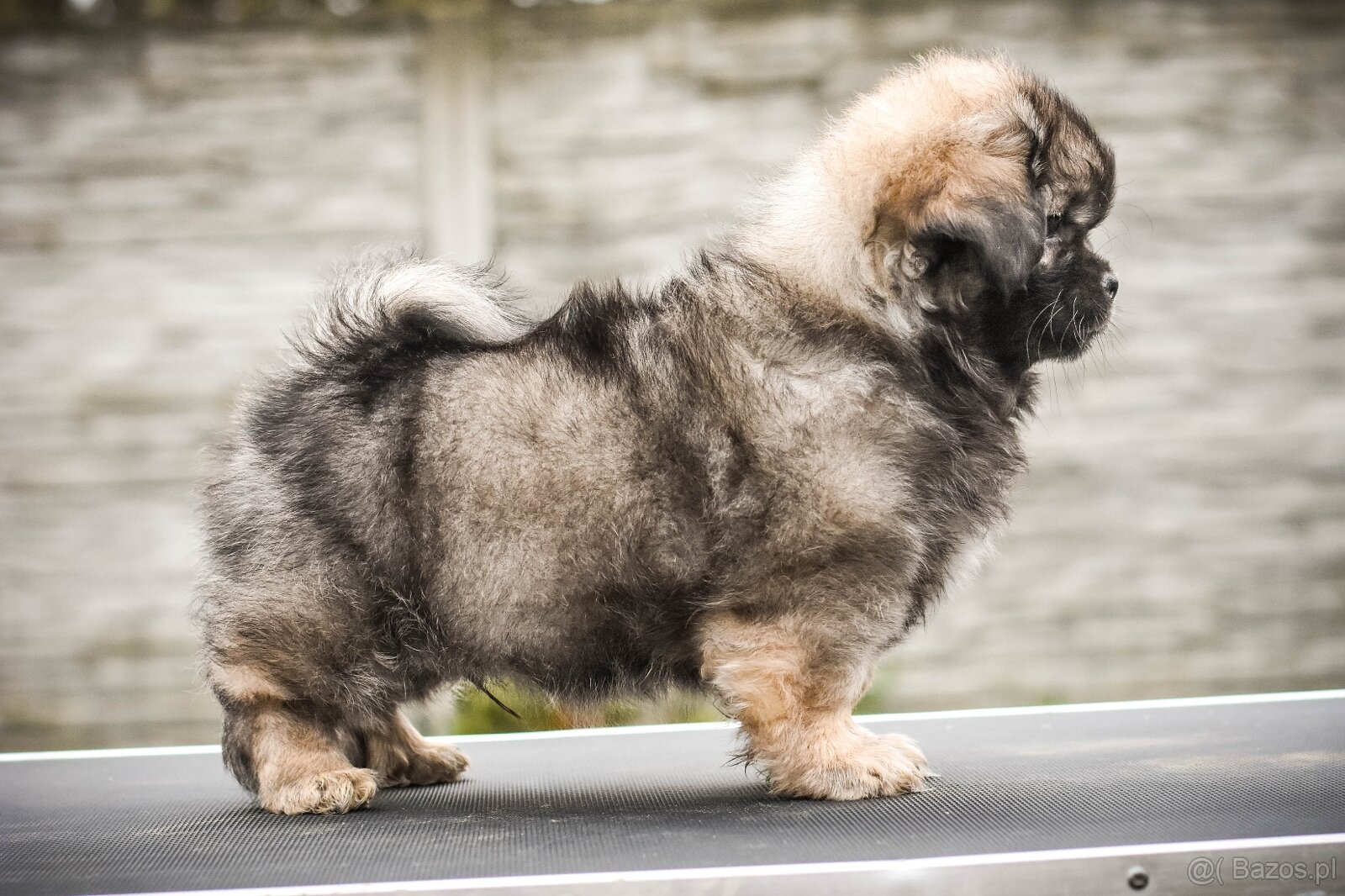 Spaniel tybetański - szczeniak z rodowodem FCI - 3