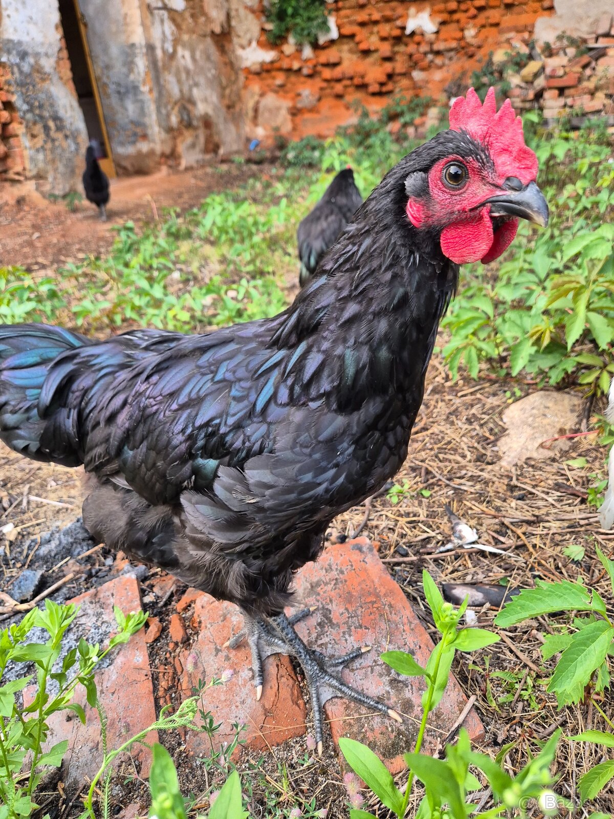 Australorp Kogut Czarny 12 tyg - 3