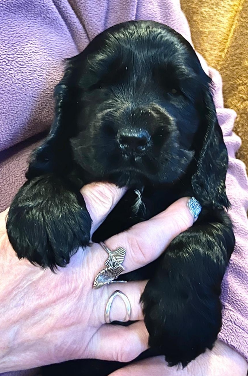 Szczenięta Cocker Spaniel Angielski - 3