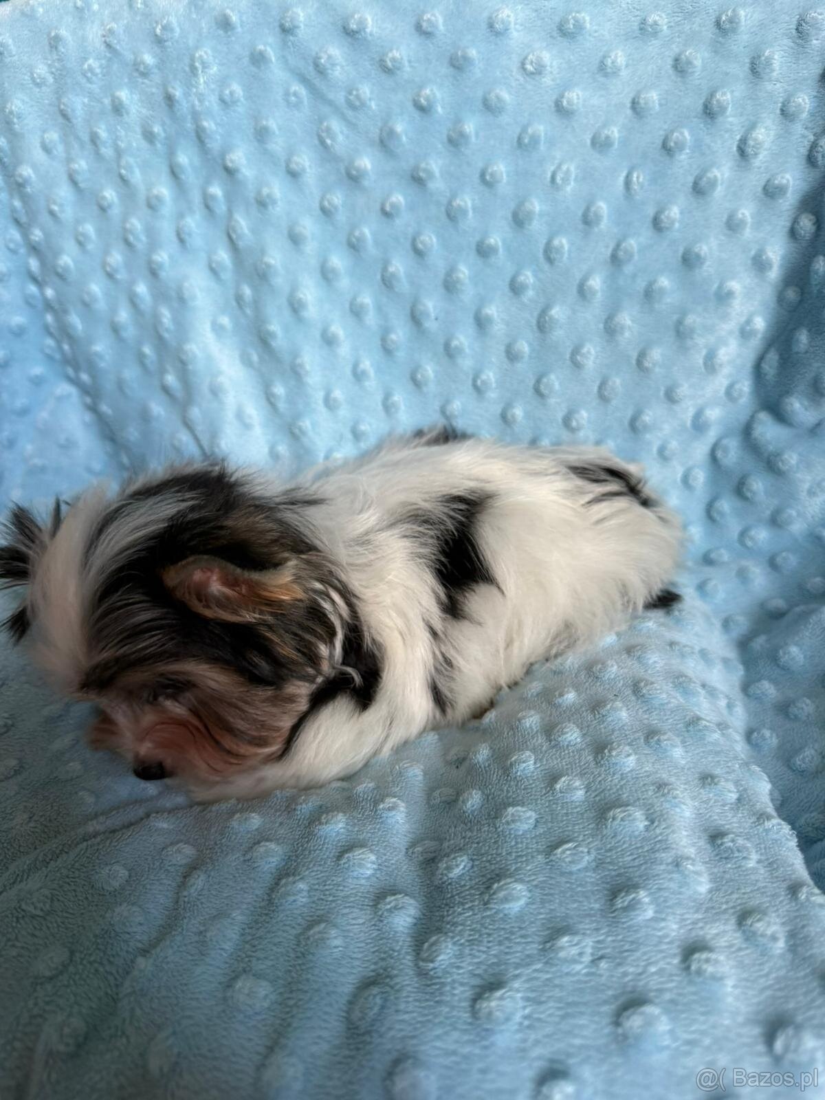 Piękny samiec york biewer - 3