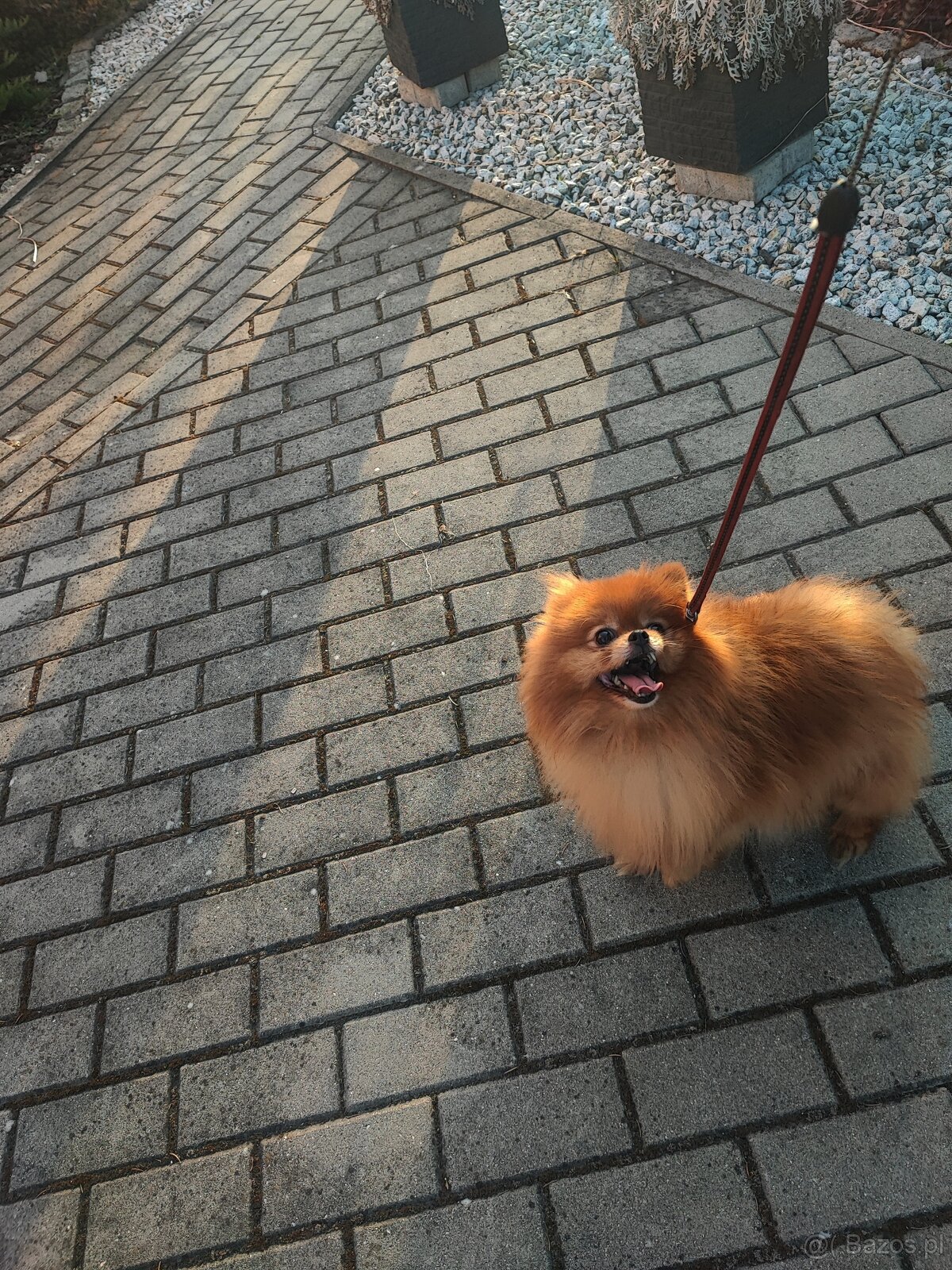 Pomeranian dorosłla suczka - 3