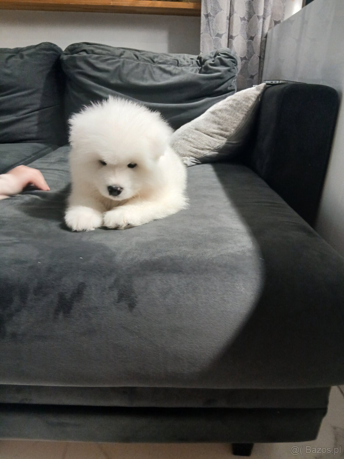 Sprzedam szczeniaka Samojed - 3