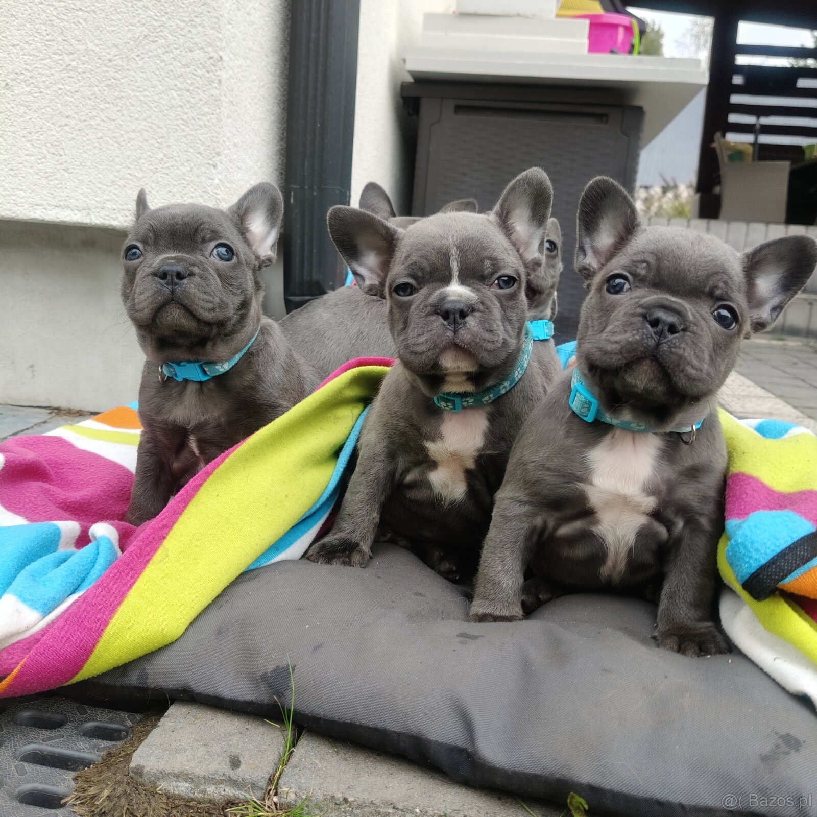 Buldog francuski BLUE niebieski szczeniak suczka pies piesek - 3