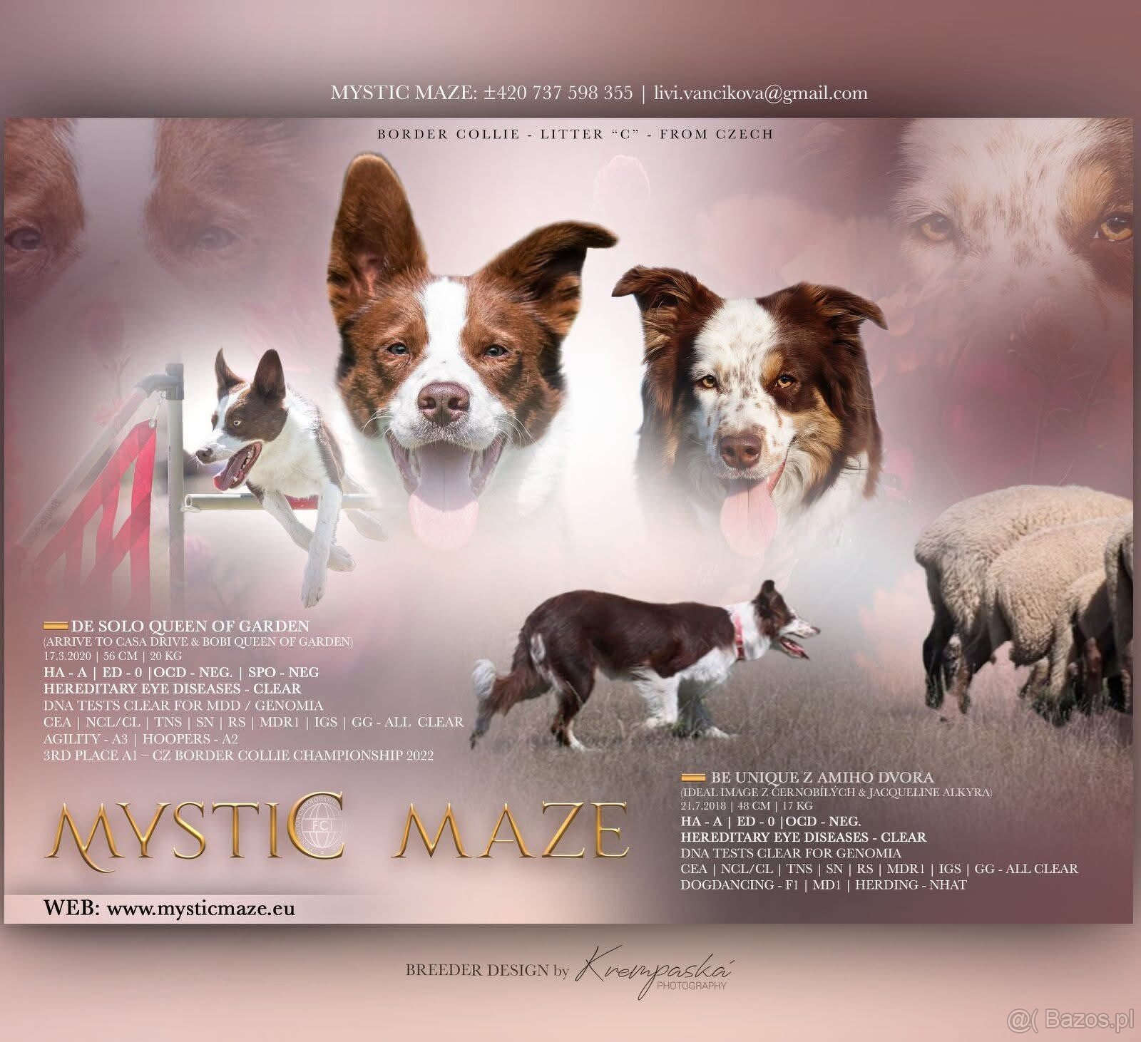 Ten piękny psiak szuka swojego prawdziwego domu 🏡 - 3