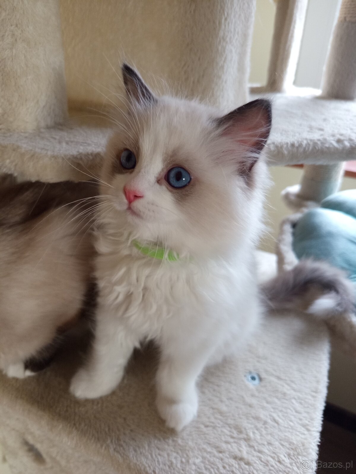 Rodokmenová koťata Ragdoll po Šampionovi - 3