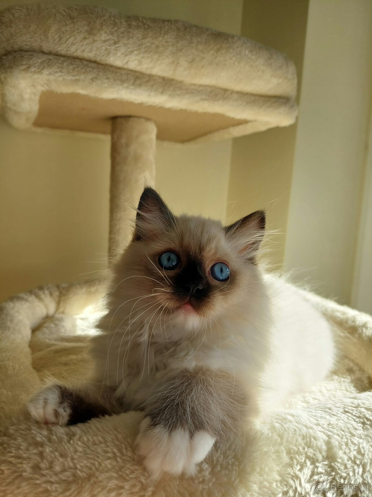 🐾 Rodowodowe Kocięta Ragdoll po championie - 3
