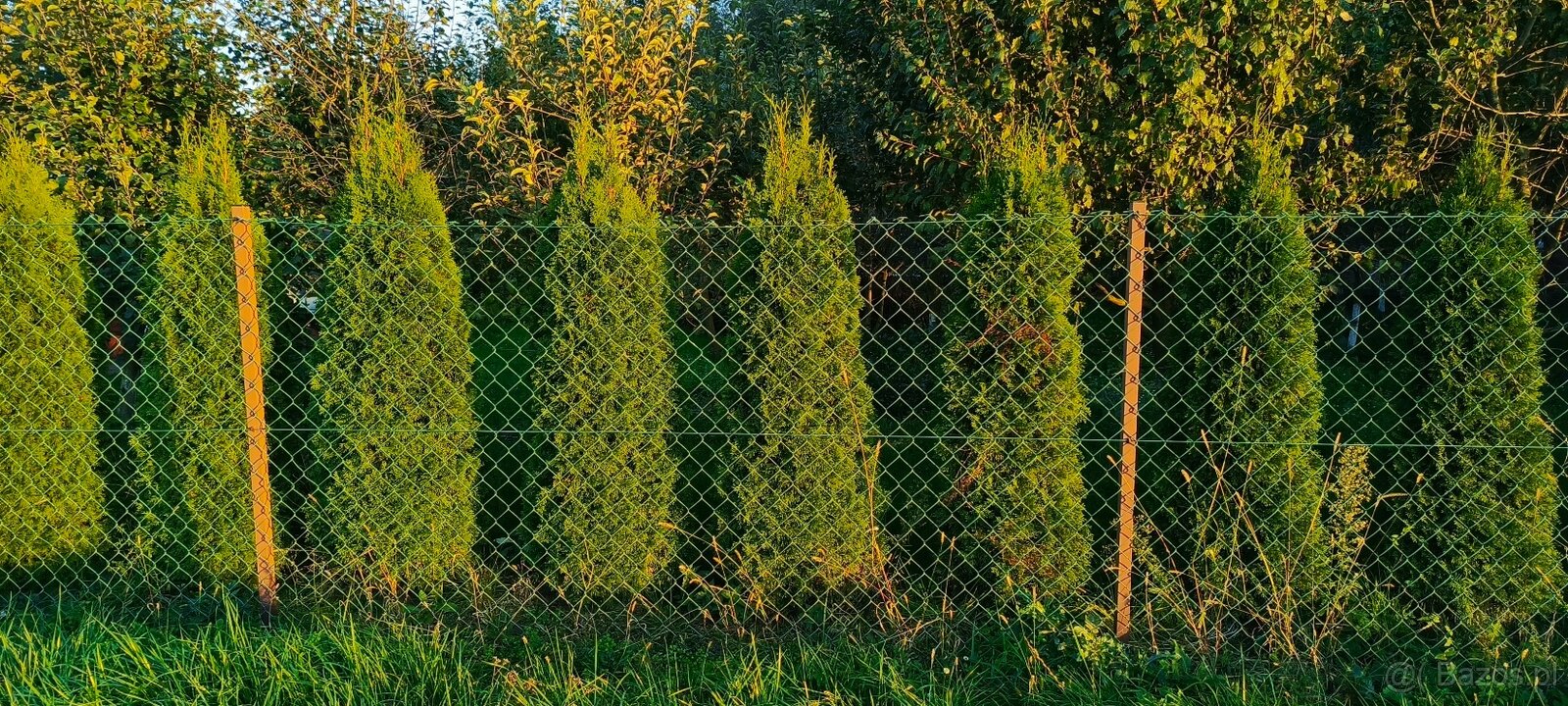 Tuje szmaragdowe 180 cm - 65 sztuk sprzedam - 3