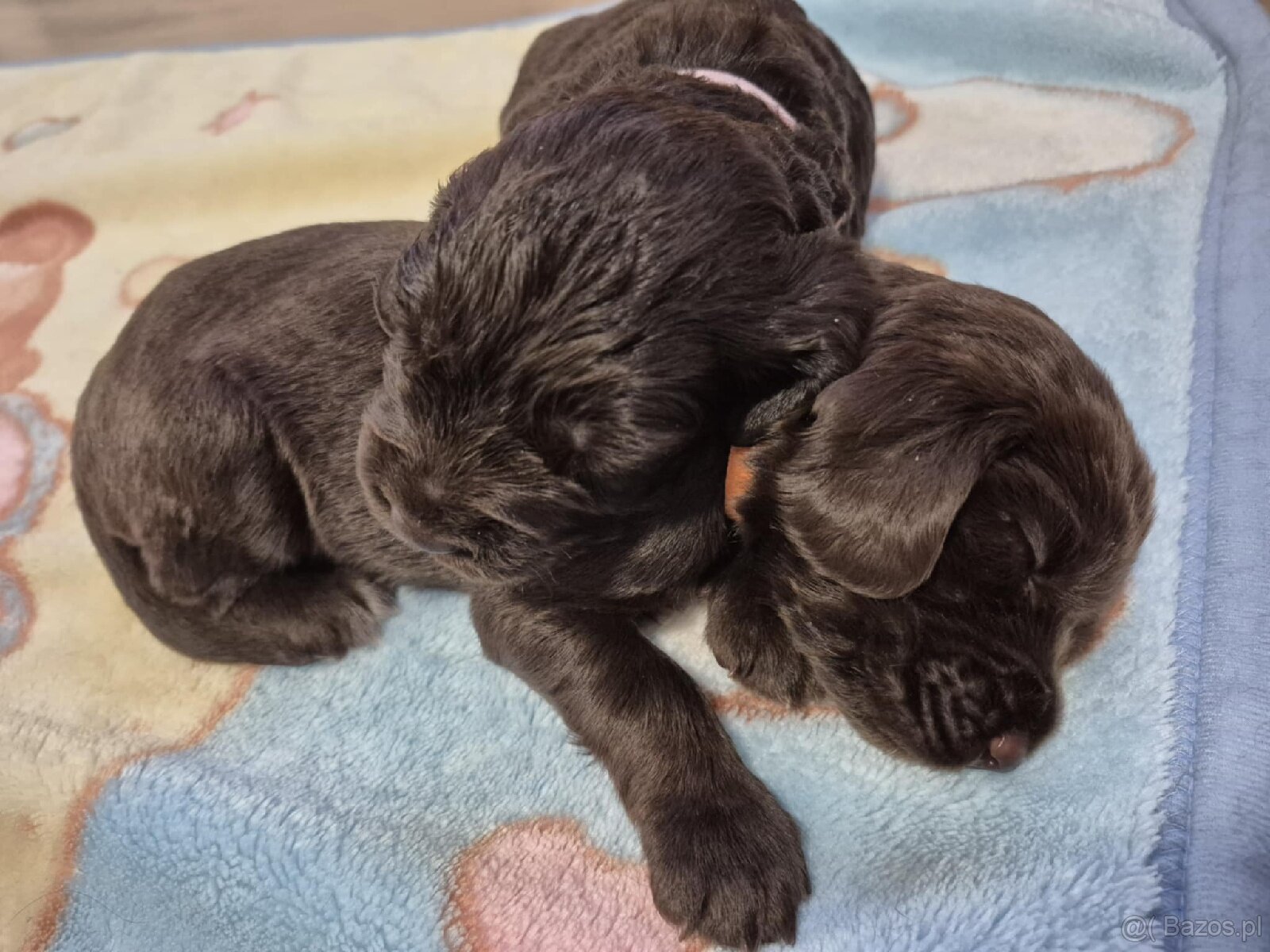 PŁochacz Niemiecki WACHTELHUND - 3